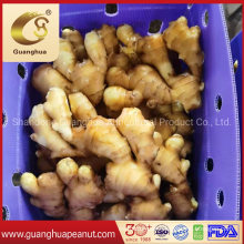 Hot Sales New Crop Fresh Ginger